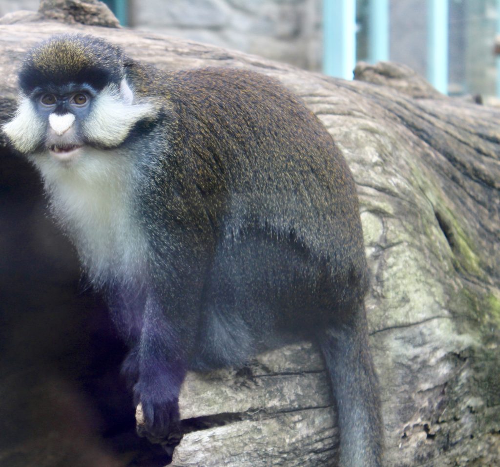 Goeldi's monkey  Smithsonian's National Zoo and Conservation